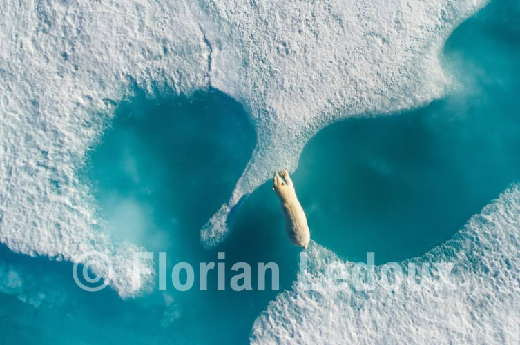  Florian Ledoux, au dessus de l'ours polaire