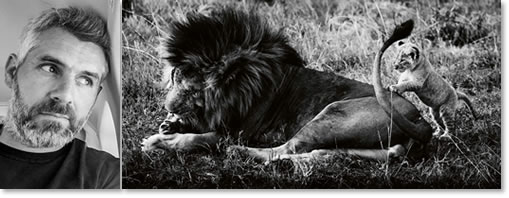 laurent baheux son livre lions