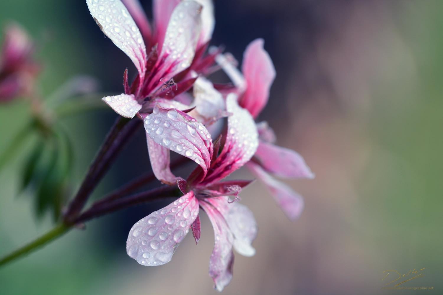 Géranium lierre