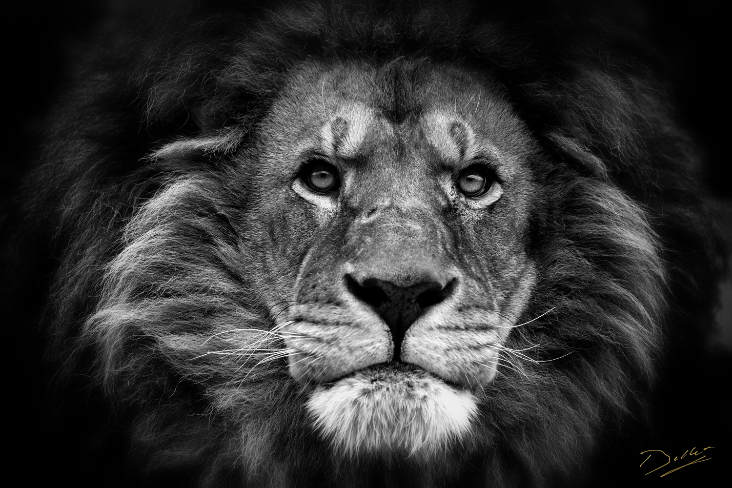Mufasa