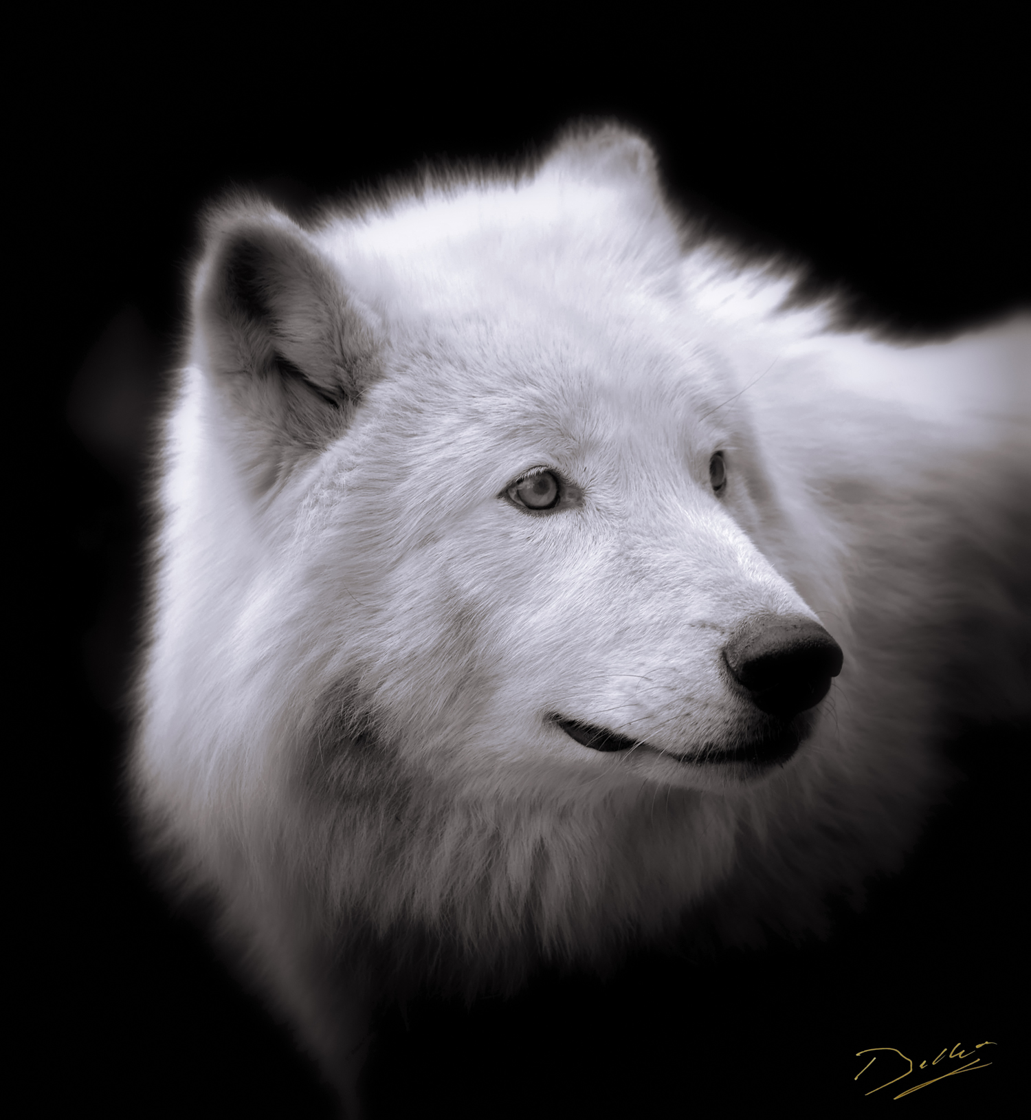 Loup Blanc