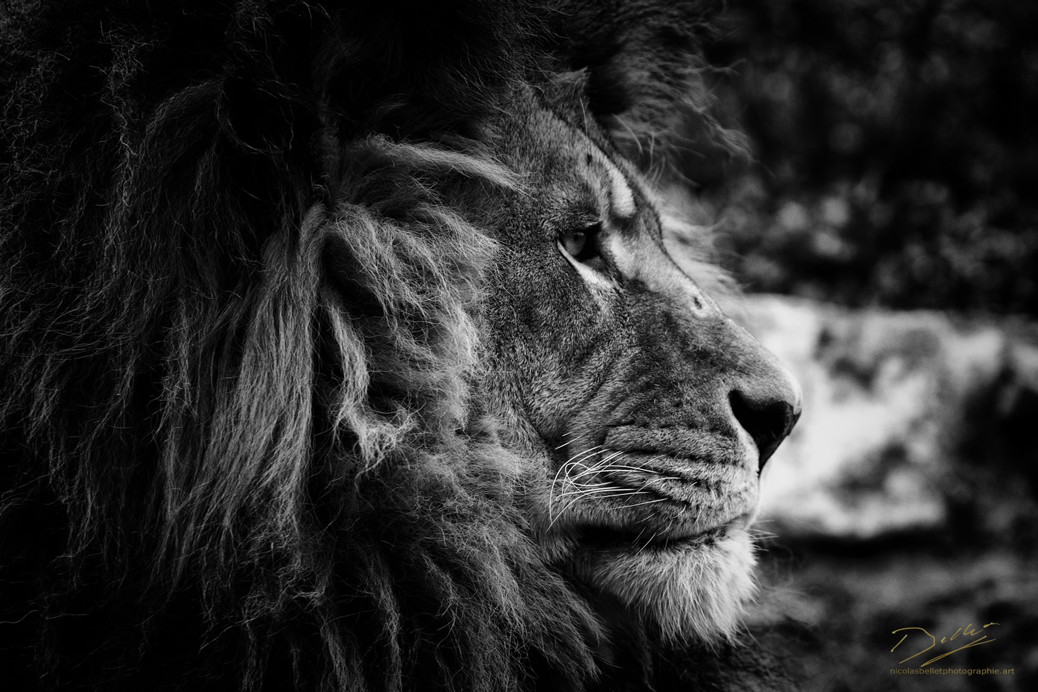 The lion king